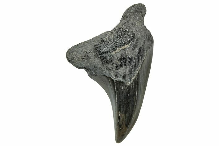 Rare, Fossil Shark (Parotodus) Tooth - South Carolina #329077